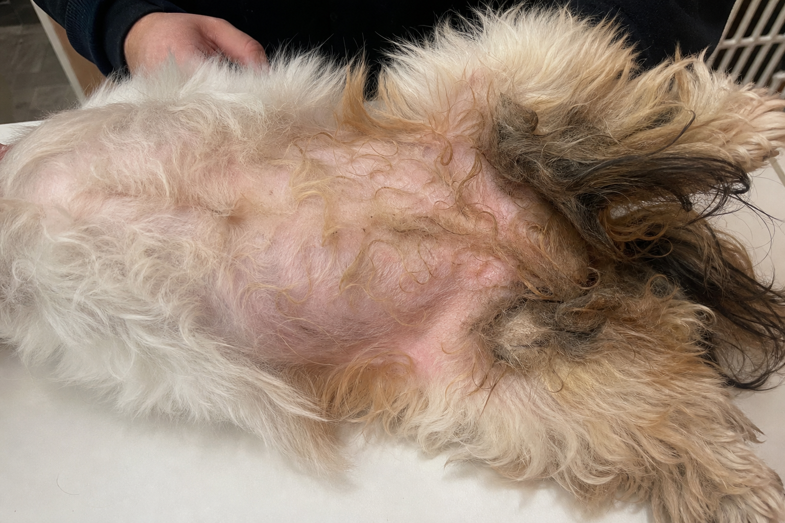Coat density
